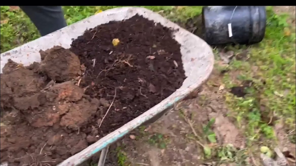 Amending your soil  before adding to the container