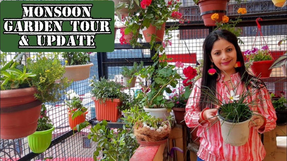 Monsoon Garden Update | Monsoon gardening Tour | Monsoon Balcony Garden Tour / Gardening Tips