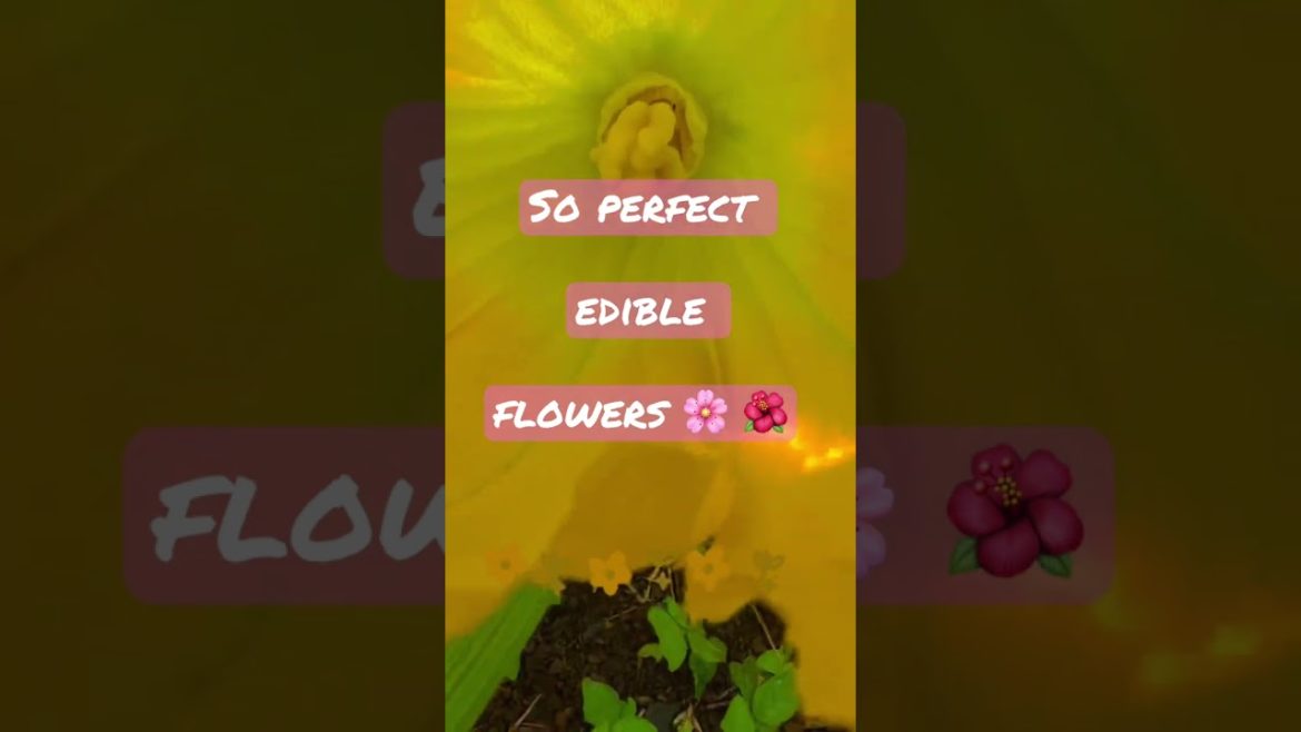 Zucchini flowers / Can you eat the flowers? / Perfect flowers and veggies / #shorts