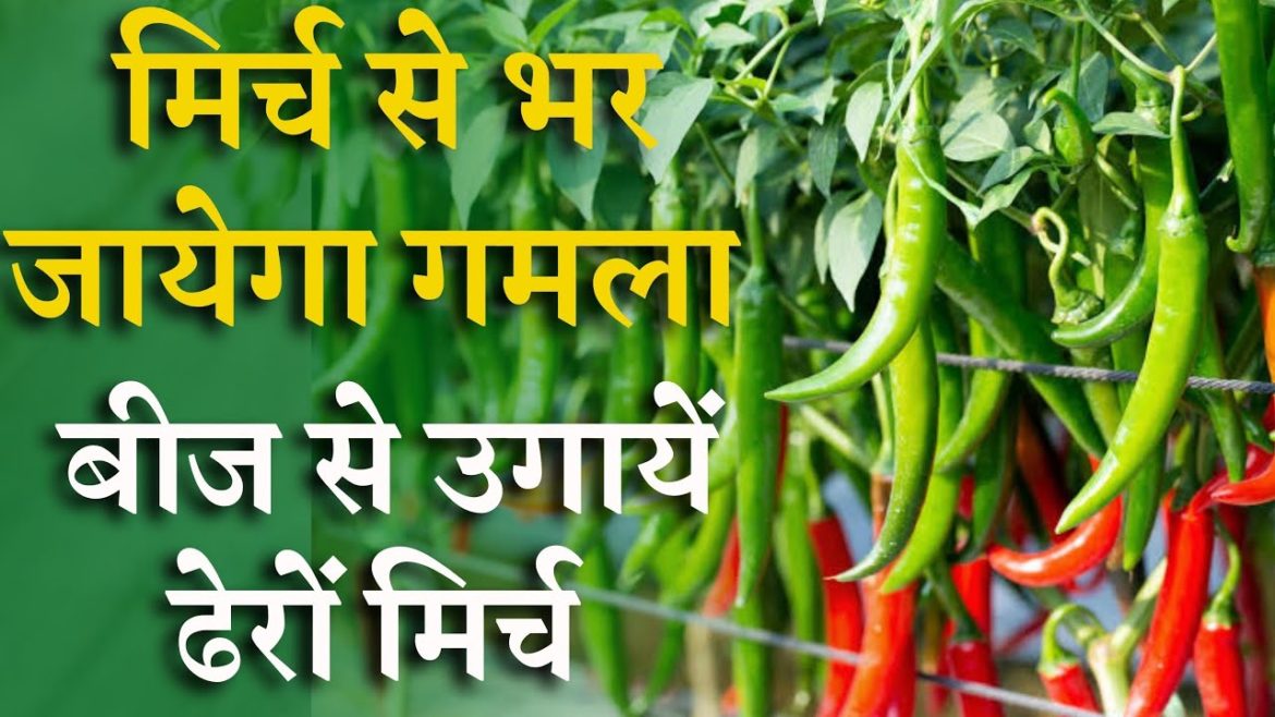 गमले में मिर्च लेनी की पूरी जानकारी || How to get more chilli in pot || मिर्च से भर जायेगा गमला 🌶️ गमले में मिर्च लेनी की पूरी जानकारी || How to get more chilli in pot || मिर्च से भर जायेगा गमला 🌶️