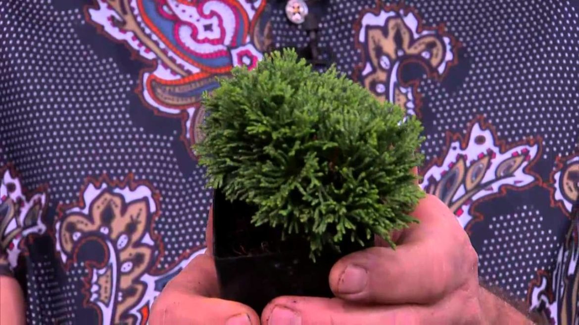 Building your own miniature garden