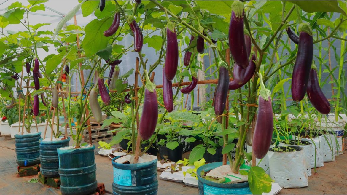 [Terrace Garden Ideas] Growing Eggplants In Plastic Containers