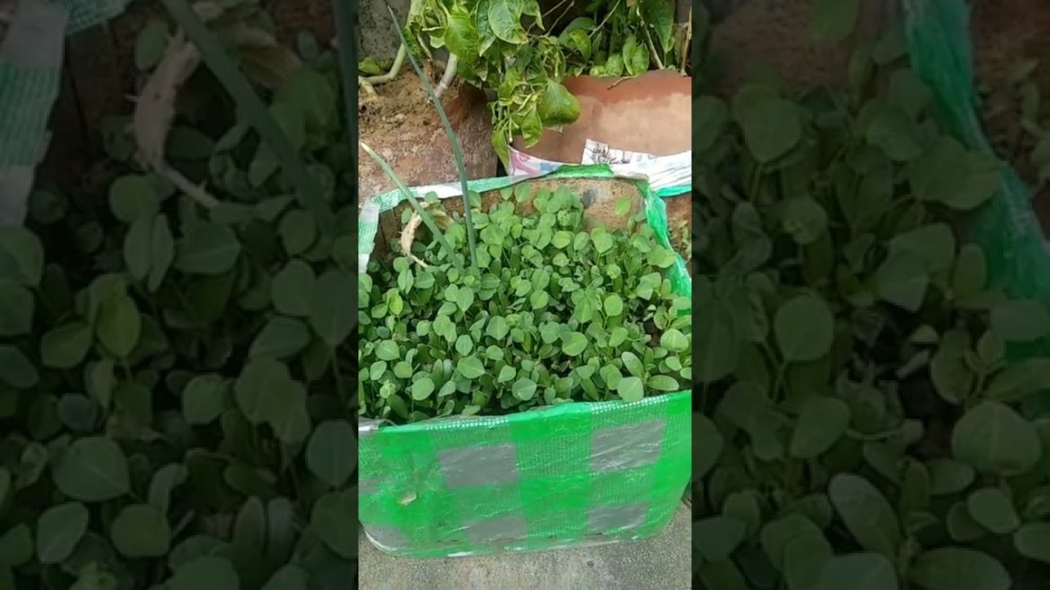 rooftop kitchen garden#shorts #shorts