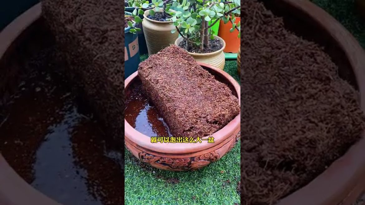 Episode 300  plant #shorts