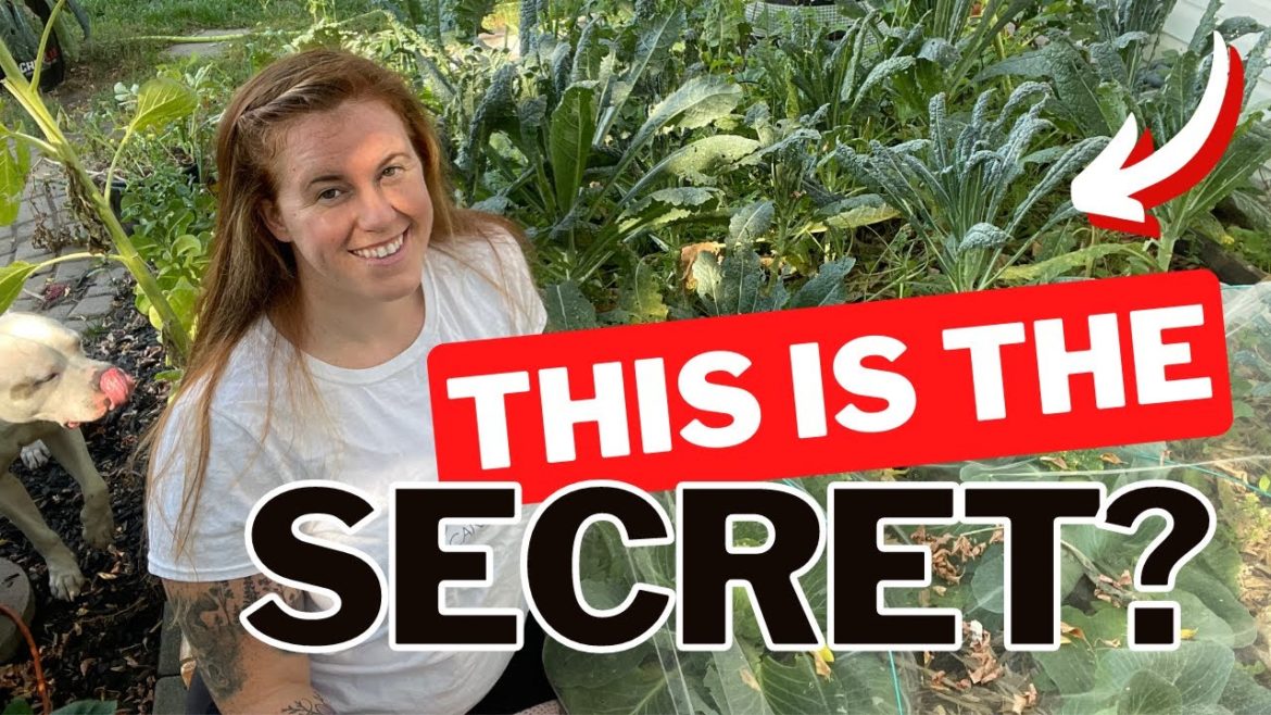 The Only 3 Seed Saving Methods You Need! Seed Saving is Key To Higher Yields Year After Year. The Only 3 Seed Saving Methods You Need! Seed Saving is Key To Higher Yields Year After Year.