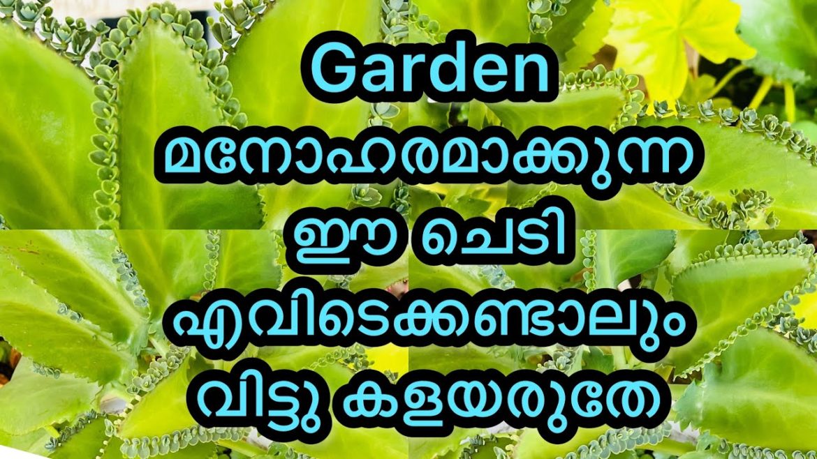 Elamulachi plant | Bryophyllum pinnatum | miracle leaf plant| gardening|propagation