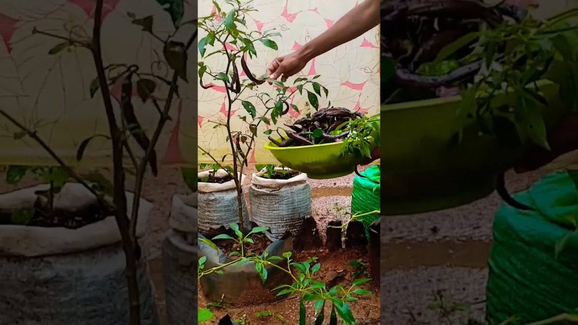 Waraniya Chili Crop/ වැරනිය වගාව/ #spicychili #farmingshort / #chili ….🌴🌳🌱 Waraniya Chili Crop/ වැරනිය වගාව/ #spicychili #farmingshort / #chili ....🌴🌳🌱