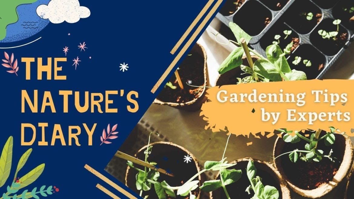 Basic Gardening Tips by EXPERT GARDENERS | The Circuit Live