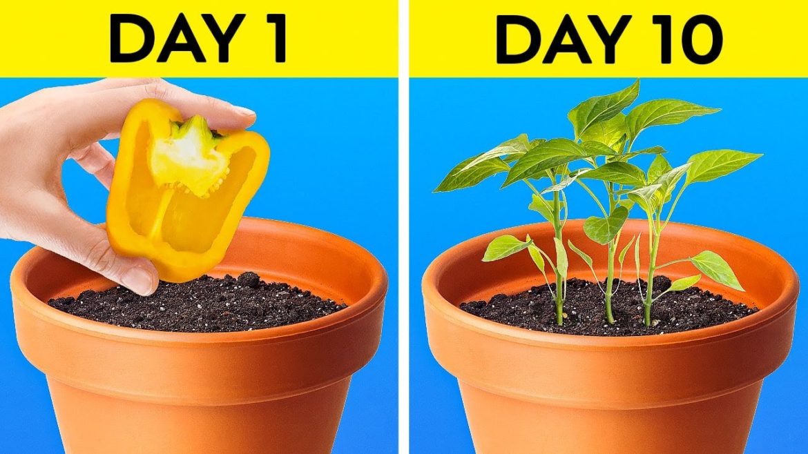 Smart Gardening Tips For Beginners || Grow Anything & Anywhere