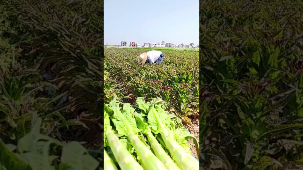 Vegetable harvesting time #shorts #gardening