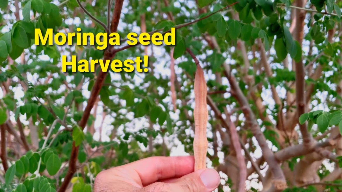 Amazing Moringa Seed Pod Harvest! 100's of Moringa Drumsticks Amazing Moringa Seed Pod Harvest! 100's of Moringa Drumsticks