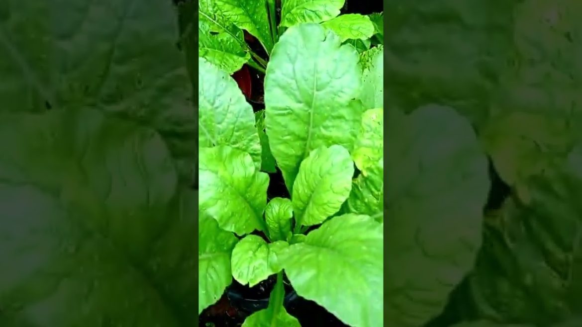 Growing White Radish From Seeds Till Harvest | SL Agriculture