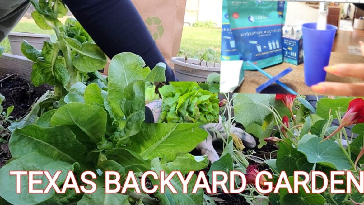 GROWING FOOD IN MY TEXAS BACKYARD GARDEN || UPDATE || HELEN H