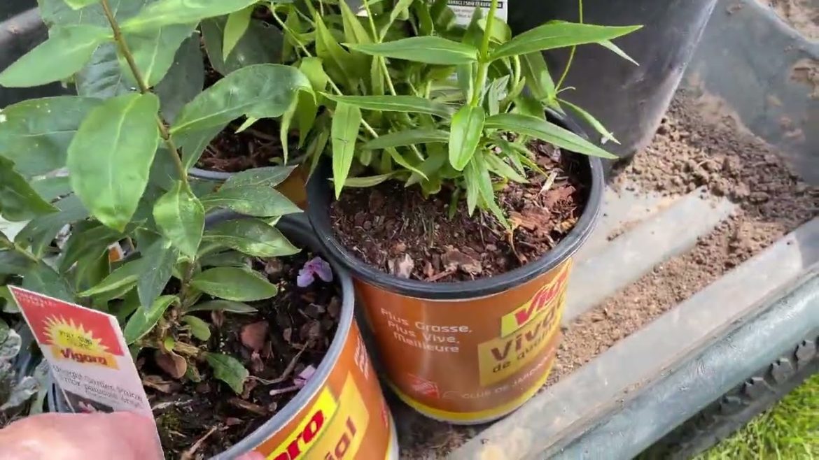 How to Add Purple Leaf Shrubs to Garden! How to Add Purple Leaf Shrubs to Garden!