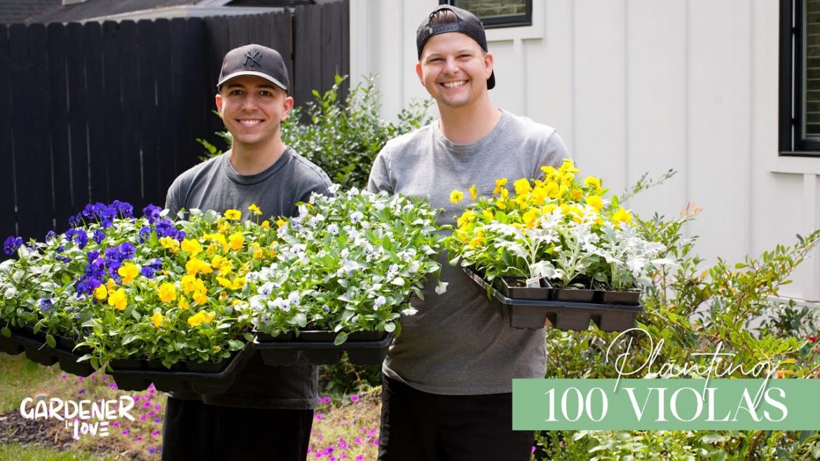 Planting 100 Violas | Gardener in Love Planting 100 Violas | Gardener in Love