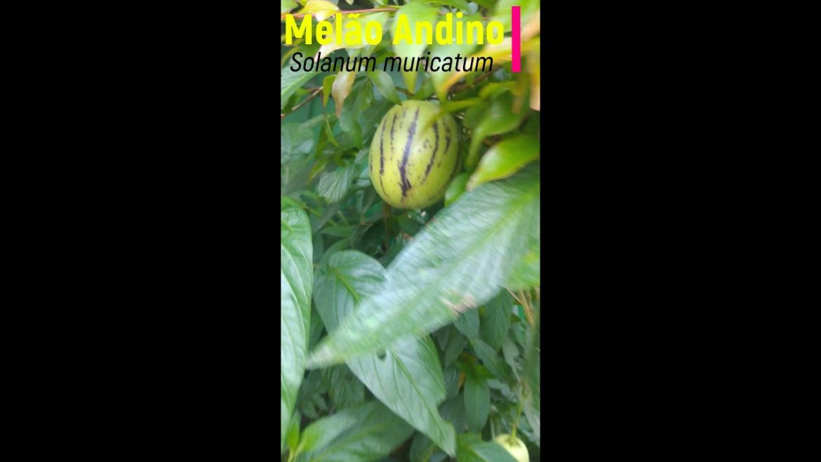 Melão Andino (/Solanum muricatum/) -  Influenciador Vegetal