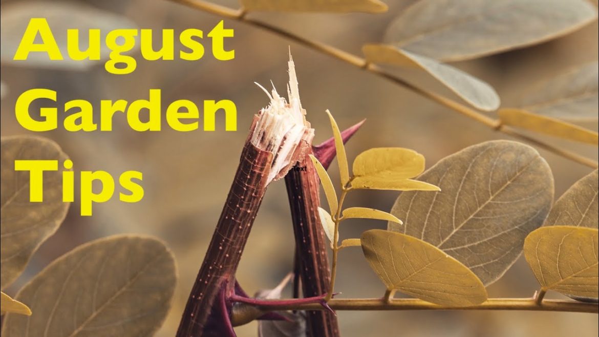 August Garden Tips