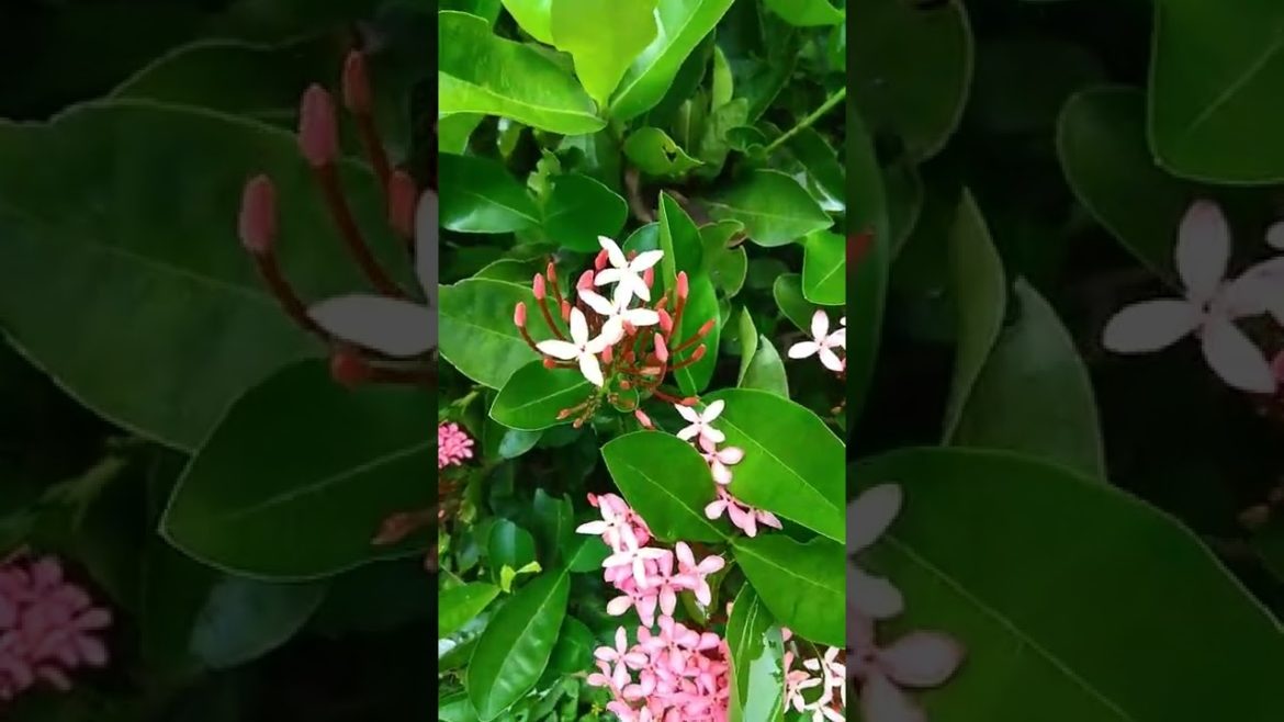 Seasonal Flowers...||💐🌹💝🌹💝🌹||