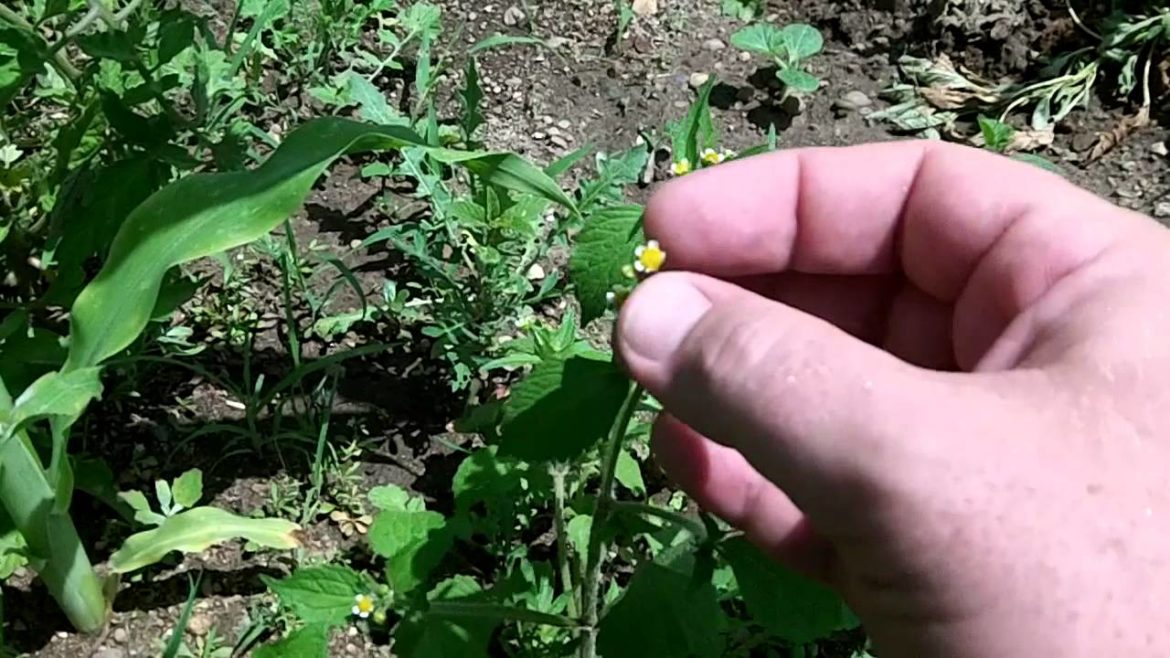 Edible Garden Weed Galinsoga - Quickweed Plant Identification