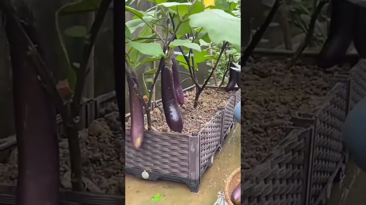 बैगन की तोड़ई /Brinjal harvest!baigan harvest #shots#videos बैगन की तोड़ई /Brinjal harvest!baigan harvest #shots#videos