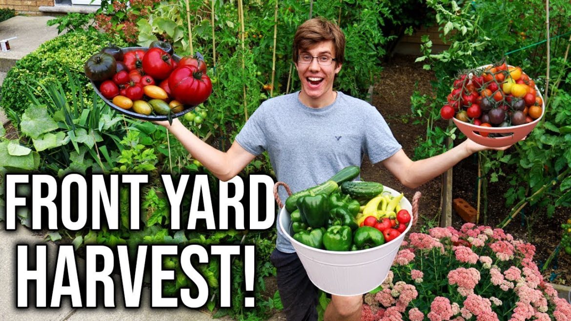 Plentiful Front Yard Garden Harvest, Sustainable Food Growing In a Small Space!