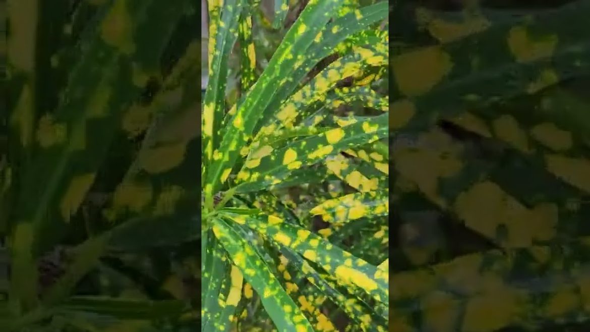 Perfect Tree for Your Home Garden - Garden Design #3