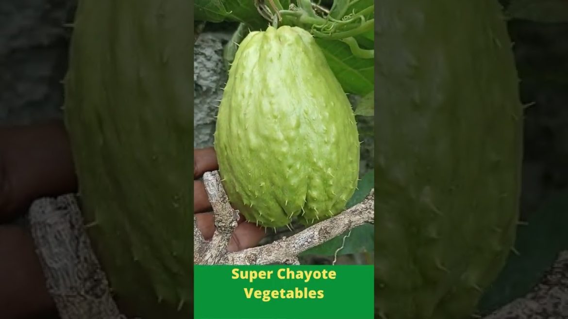 Wow!! Super Chayote Vegetables #Shorts