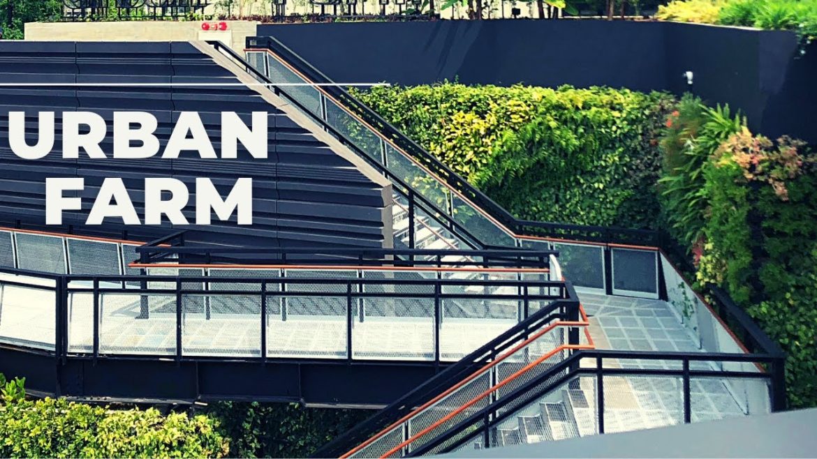 Urban Farming | Roof top Garden | Edible Garden City