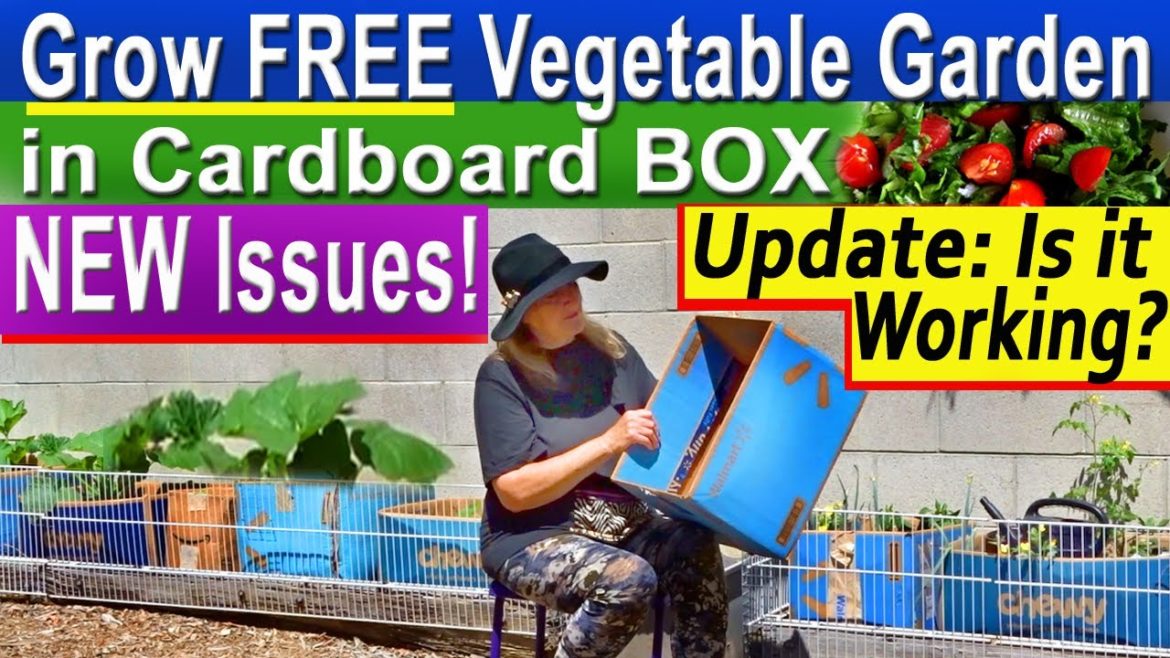 EASY Cardboard Box Garden FREE Vegetable Container Gardening Growing Food Cucumbers Tomatoes Peppers EASY Cardboard Box Garden FREE Vegetable Container Gardening Growing Food Cucumbers Tomatoes Peppers