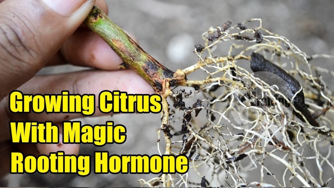 Gardening Tips: Orange Tree Cutting Gardening Tips: Orange Tree Cutting