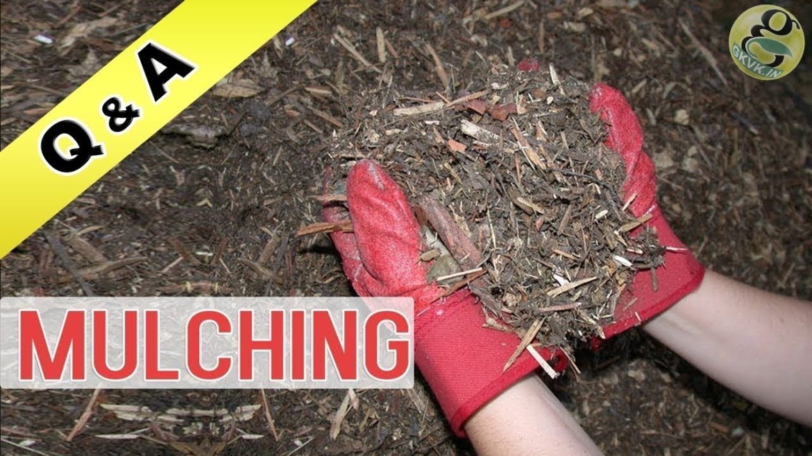 What is MULCHING in Gardening or What Materials I can use and What Thickness for Mulching What is MULCHING in Gardening or What Materials I can use and What Thickness for Mulching
