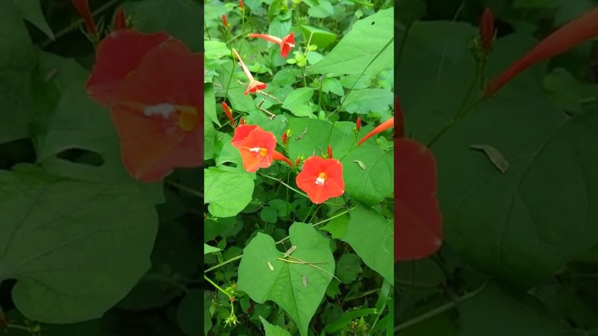 Seasonal Flowers…||💐🌹💝🌹💝🌹|| Seasonal Flowers...||💐🌹💝🌹💝🌹||