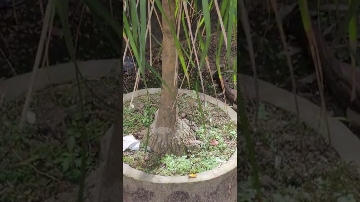Perfect Tree for Your Home Garden - Garden Design #2