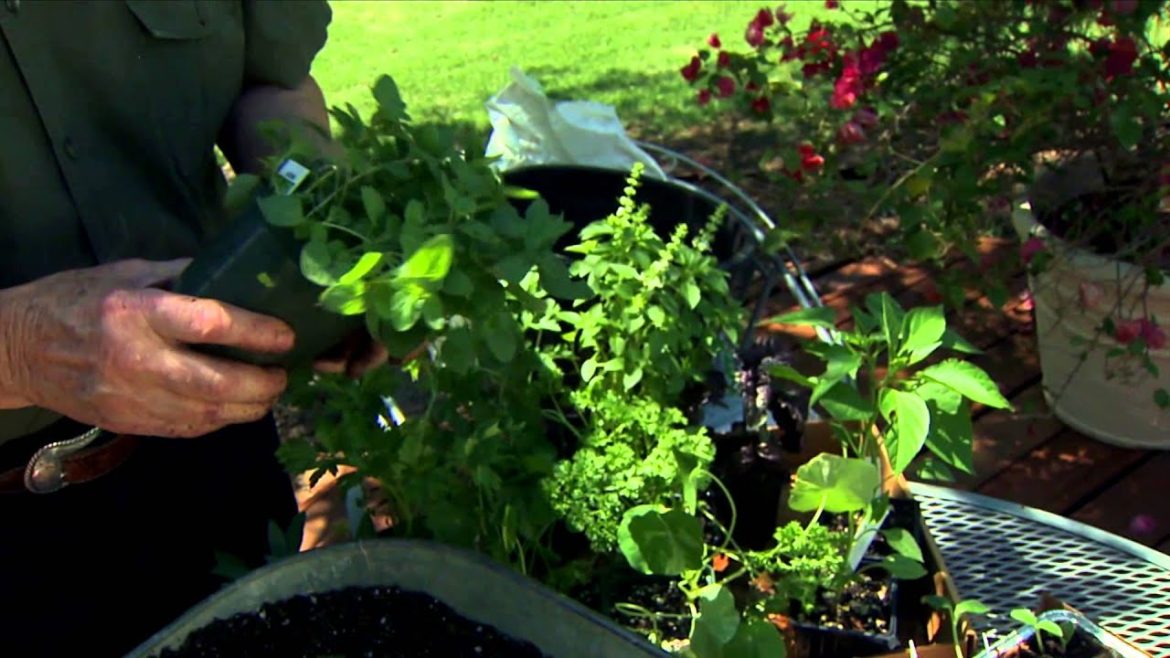 Container Gardening with Vegetables