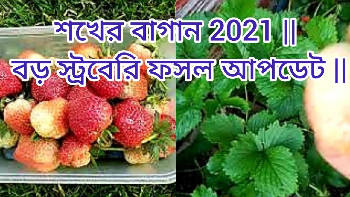 Shokher Bagan 2021 || Grown Strawberry harvest update || Garden tips || Shokher Bagan 2021 || Grown Strawberry harvest update || Garden tips ||