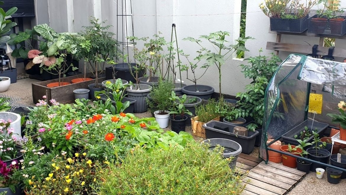 RESTARTING MY VEGETABLE GARDEN | Container garden tour