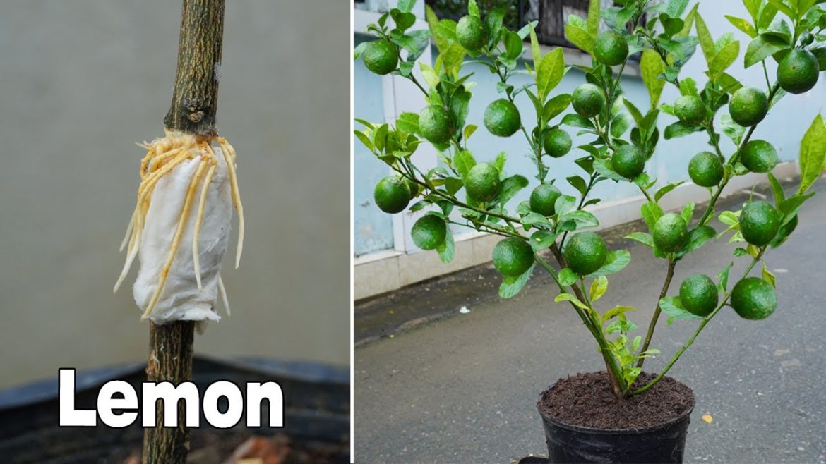 How to grow lemon tree from lemon branch with toilet paper – The Most Effective Method How to grow lemon tree from lemon branch with toilet paper - The Most Effective Method