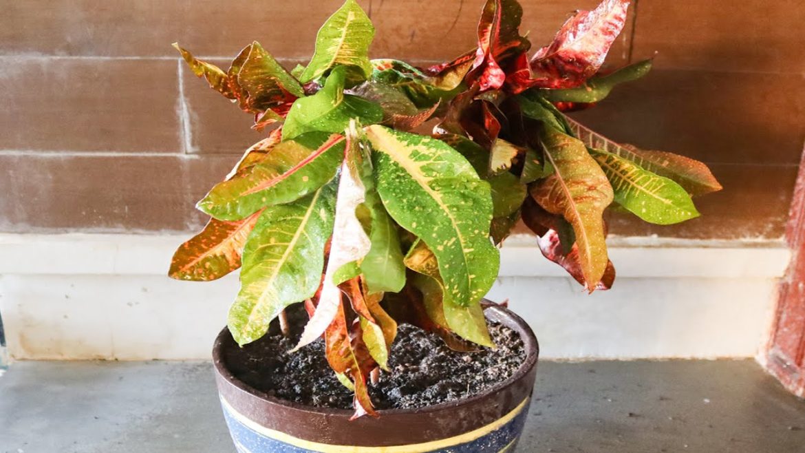 Growing Variegated Croton By Cutting Garden Tips Growing Variegated Croton By Cutting Garden Tips