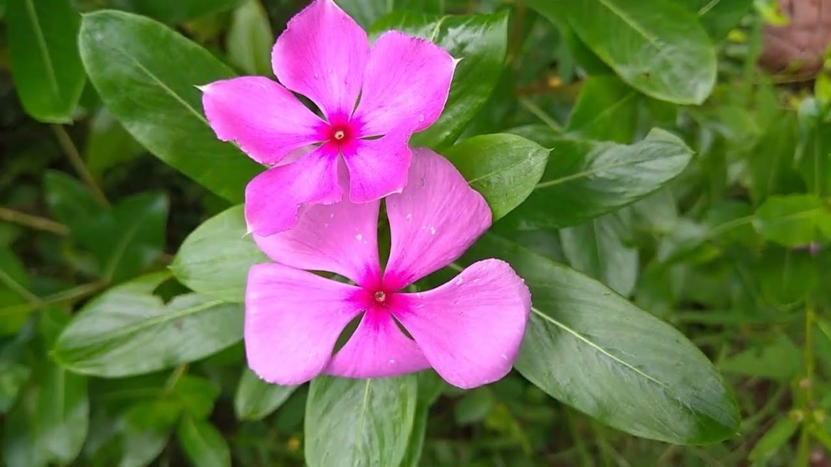 Seasonal Flower's…||💐🌹💝🌹💝🌹|| Seasonal Flower's...||💐🌹💝🌹💝🌹||