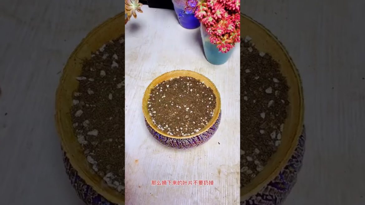 best oddly satisfying videos tips for growing succulent plant #fyp #gardener #agriculture #fruit best oddly satisfying videos tips for growing succulent plant #fyp #gardener #agriculture #fruit