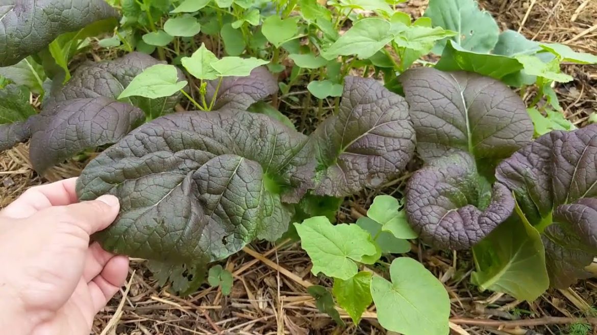 2021 Sept 26 — Front Yard Garden Update (“Come & Come Again” Fall Plantings) 2021 Sept 26 -- Front Yard Garden Update ("Come & Come Again" Fall Plantings)