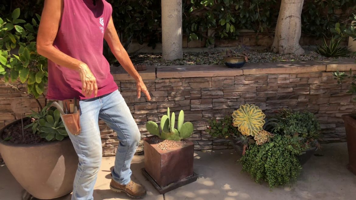 Succulent Container Garden Walkthrough with Tips and Tricks Along the Way