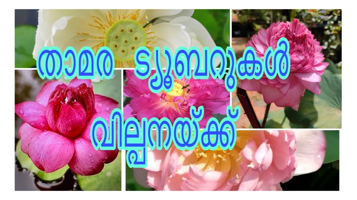 Lotus tuber sale  kerala/ malayalam gardening channel /lotus tubers at low price / Waterlily  sale