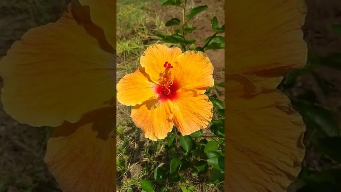 Seasonal Flowers…||💐🌹💝🌹💝🌹|| Seasonal Flowers...||💐🌹💝🌹💝🌹||