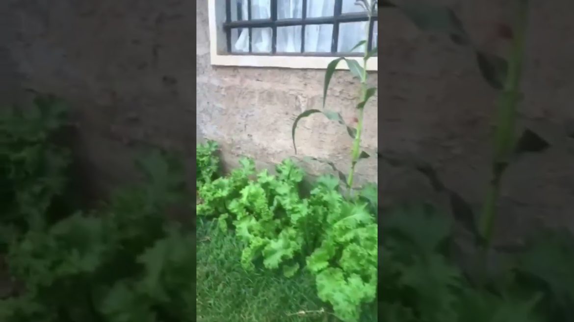 Home kitchen garden #shorts #viral #garden @DESIGN - DECOR WORLD