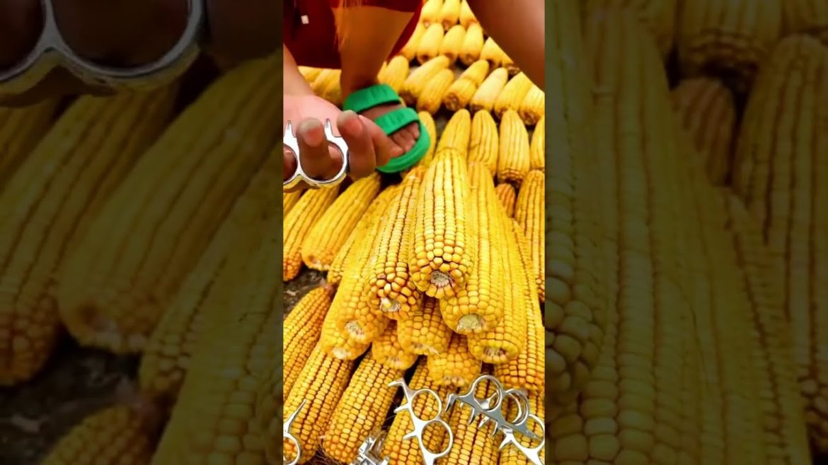 Useful Corn tools #shorts #tips #tools