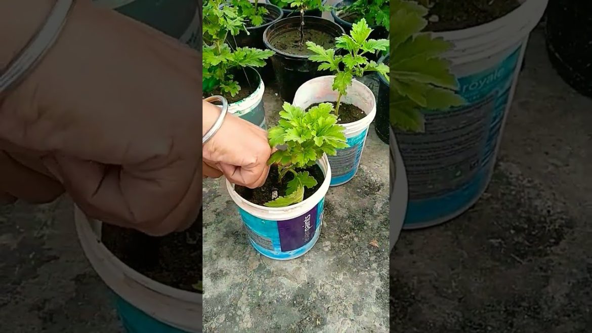How to fertilize गुलदाउदी #trending #shorts #viral #youtubeshorts #nishthamahant How to fertilize गुलदाउदी #trending #shorts #viral #youtubeshorts #nishthamahant