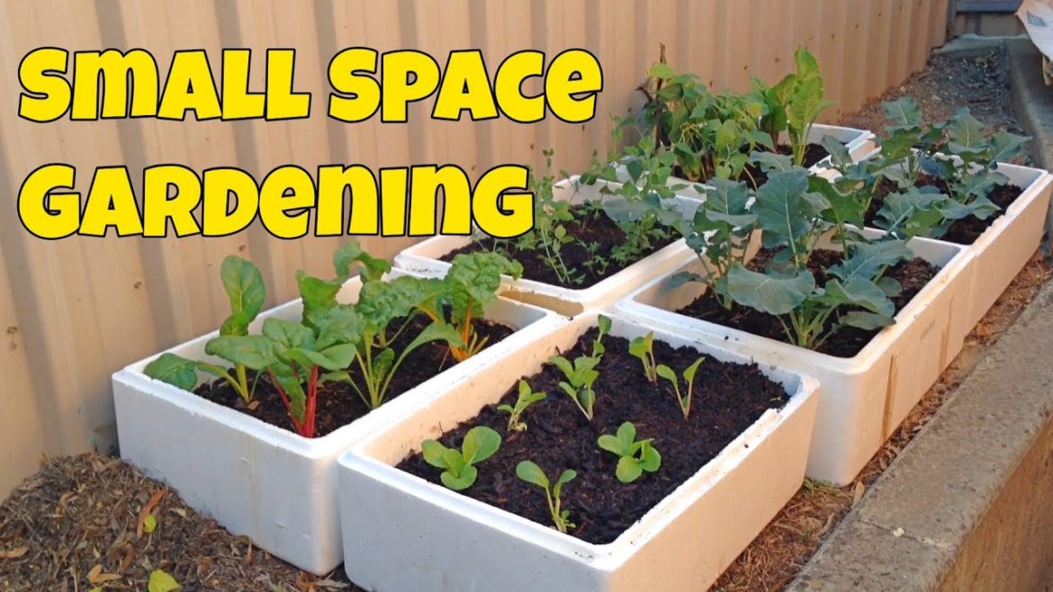 Starting a Cheap + Productive Container Garden Using Styrofoam Boxes Starting a Cheap + Productive Container Garden Using Styrofoam Boxes