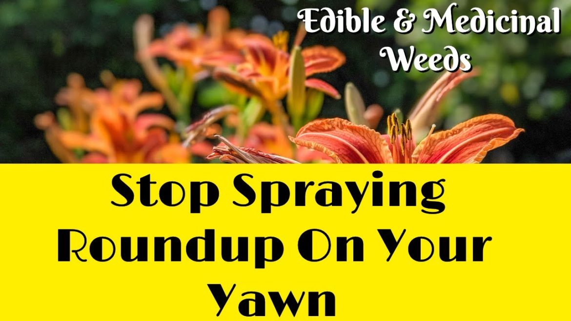 Interesting! Found Several Edible "Weeds" And Plants In My Front Yard