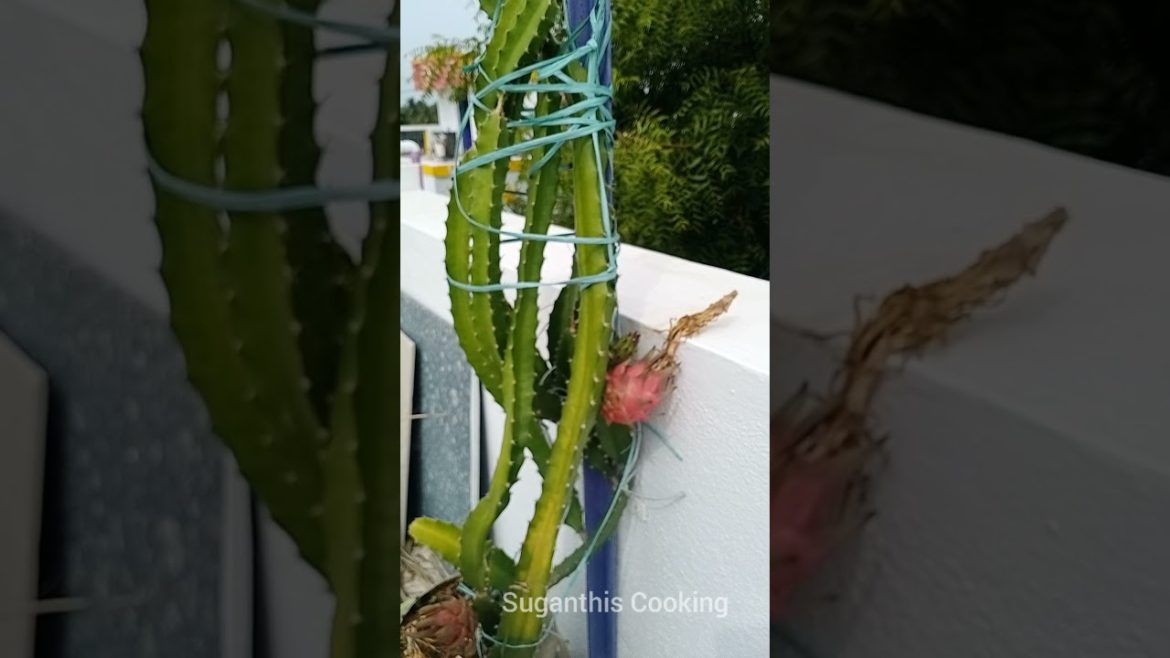 Dragon Fruit | Gardening Tips | Red colour Dragon Fruit 🤩 #dragonfruit #shorts